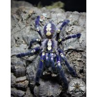 Poecilotheria metallica / Sapphire gooty ornamental ADULT [F]  CITES    FOR UK  ONLY